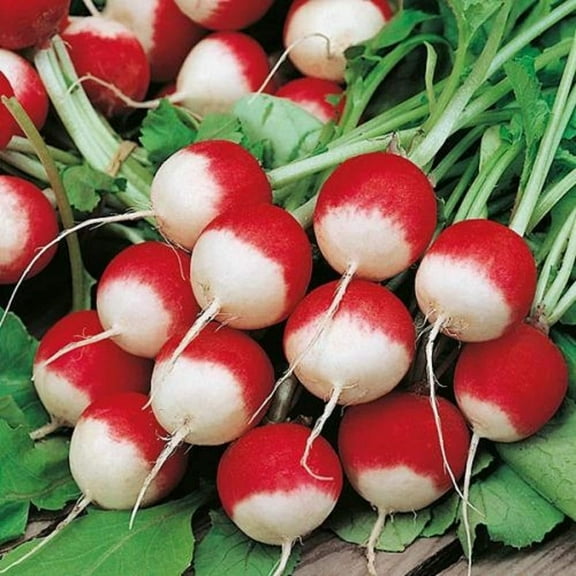 Sparkler White Tip Radish Seed, Home Garden, Sprouting Seeds, 200 seeds