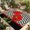Black, Scarlet Red, Crimson, Emerald, variant on Indoor Outdoor Area Rugs,Red Poppy Flower Retro Boho Washable Patio Rug Non-slip Quick Dry Camping Rugs,Abstract Black Herringbone Floor Carpet for Porch Deck Backyard RV Decor,4x6ft