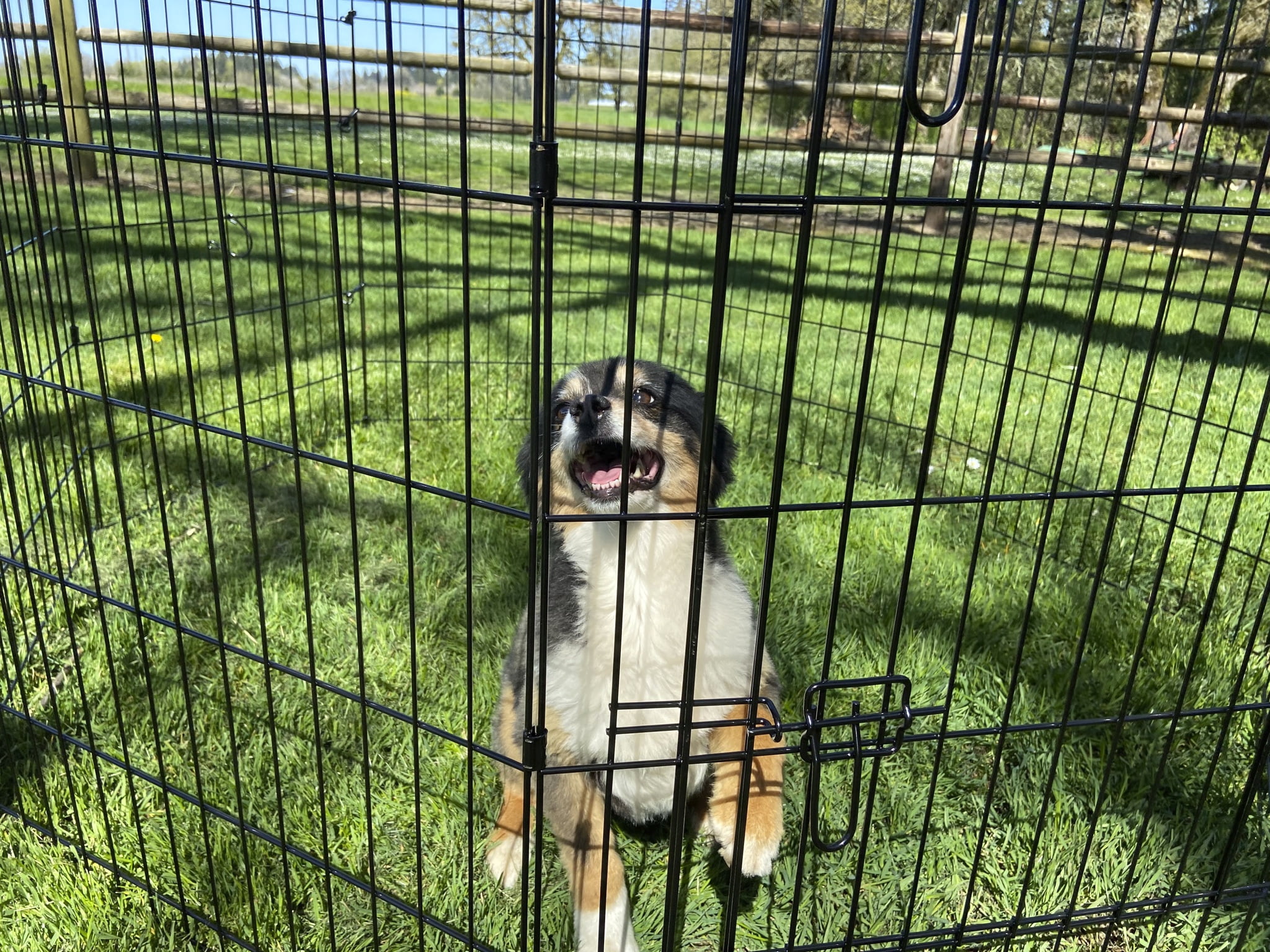 Lucky Dog 24"H Exercise Pet PlayPen with Stakes