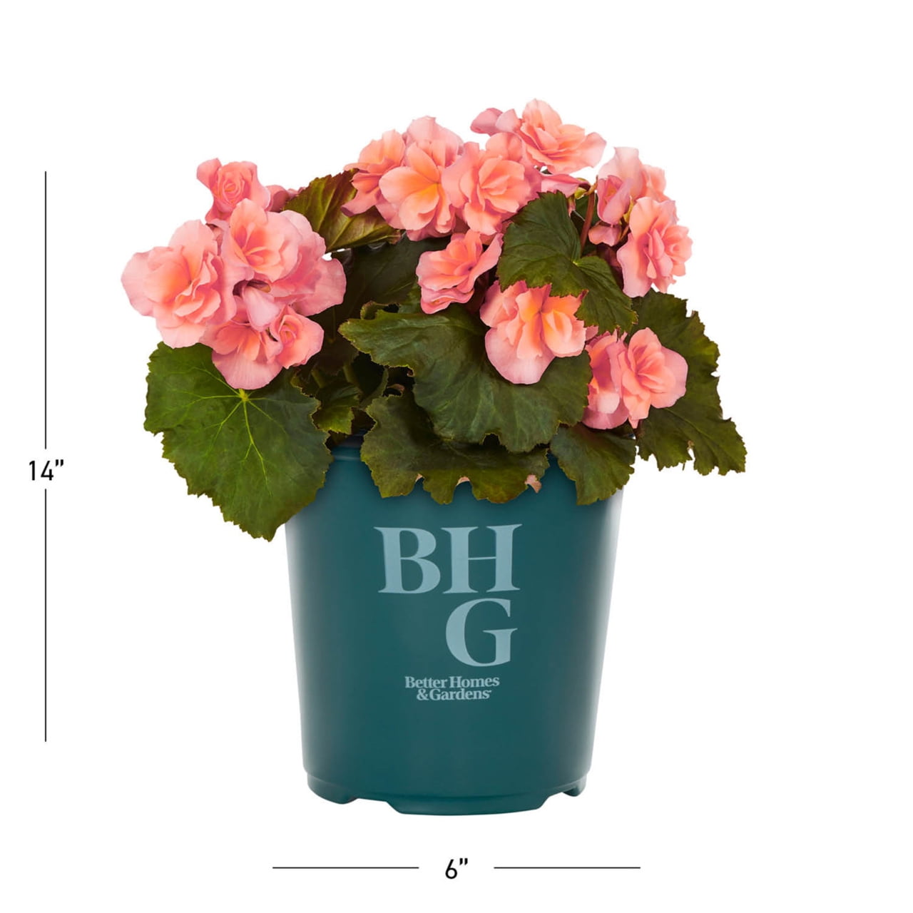 Better Homes & Gardens 2QT Pink Begonia Live Annual Plant Shade 3-Pack