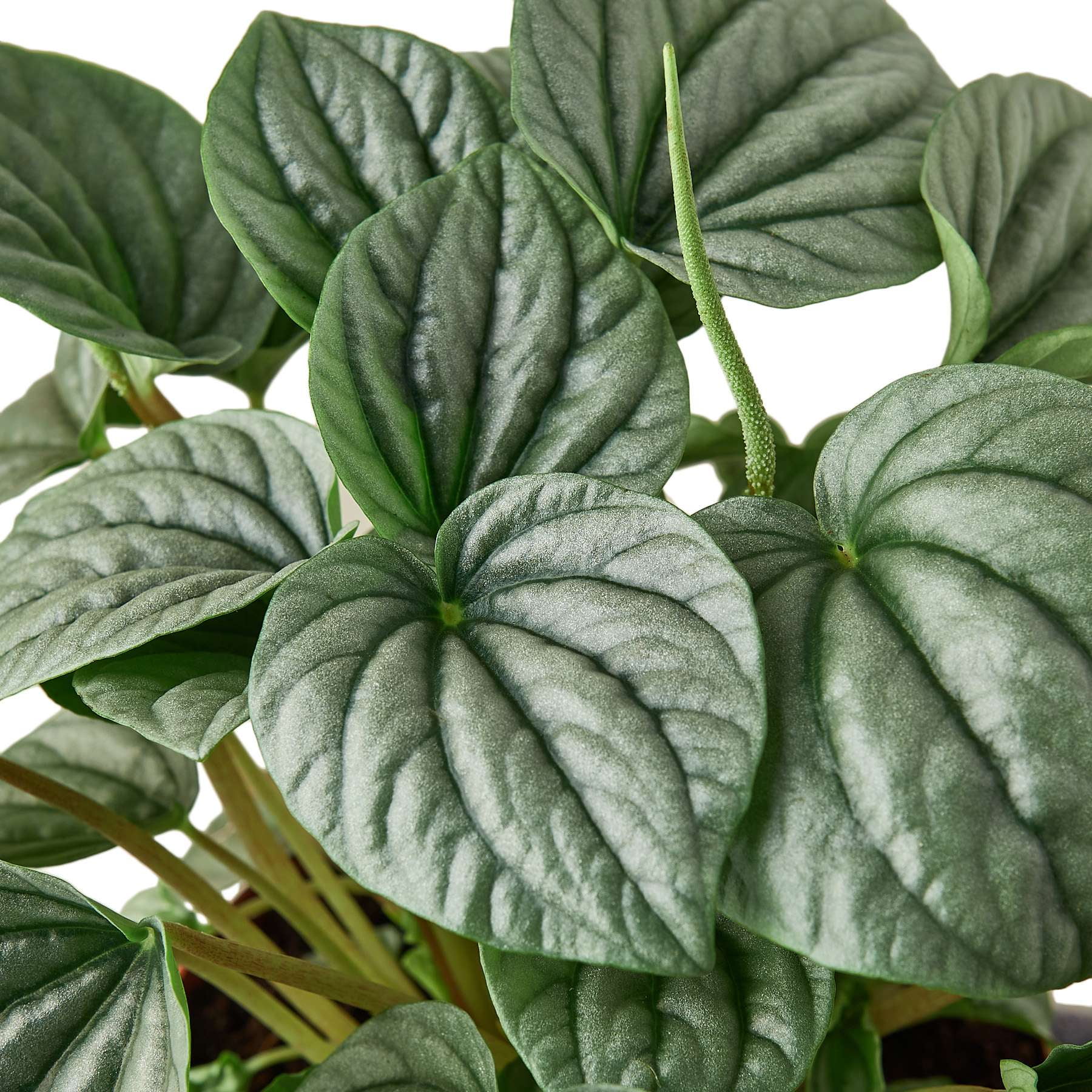 Peperomia Frost Live Plant for Indoor | Different Houseplants in 4'' & 6'' Pot | Real House Plant for Living Room, Office, Desk & Bathroom | Ivy Silver Leaf Peperomia