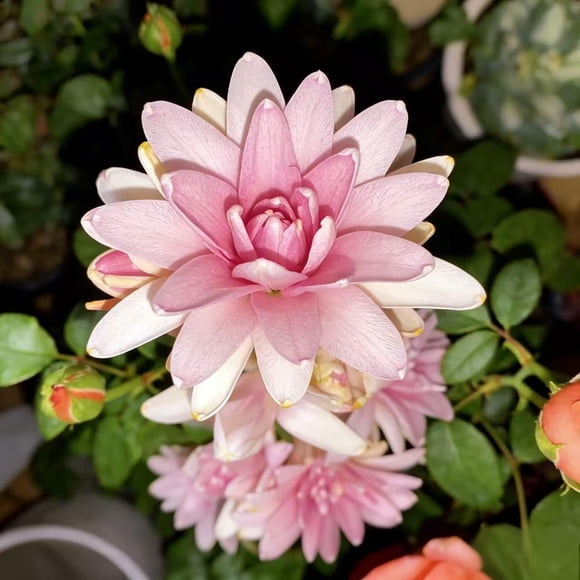 GSDWIUEW Tuberose Bulbs Outdoor and Indoor Planting, Fragrant Ornamental Flower Bulbs Home Garden, Patio, Landscape Cut Flower Arrangement,Easy to Plant, Available in 4 and 8 Count Variants (Pink,8)