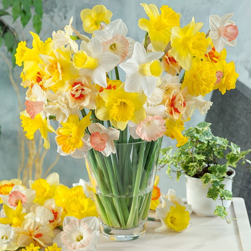 Daffodil Bulbs Spring Equinox Mix 20 Bulbs, Mixed, Container Garden