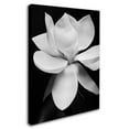 thumbnail image 3 of Trademark Fine Art Michael Harrison Magnolia Canvas Wall Art - 24x32, 3 of 4