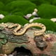 thumbnail image 4 of FELTECHELECTR 1 pieza de juguete de serpiente de simulación, juguete de broma creativo, juguete de serpientes, accesorio de juego, 4 of 6