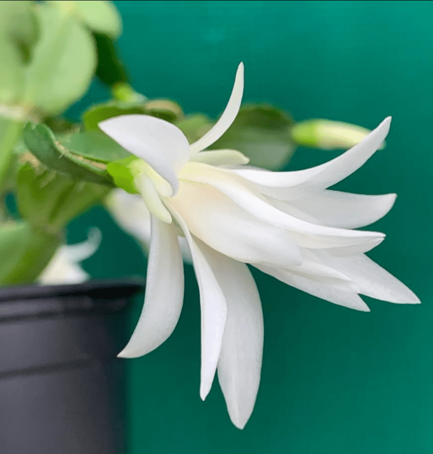 White Easter Cactus Plant Live for Planting, Easter Cactus Plant, White Spring Cactus Plant Perennial Flower Easter Cactus for Indoor Garden, 4 to 6 Inch Tall, No Pot