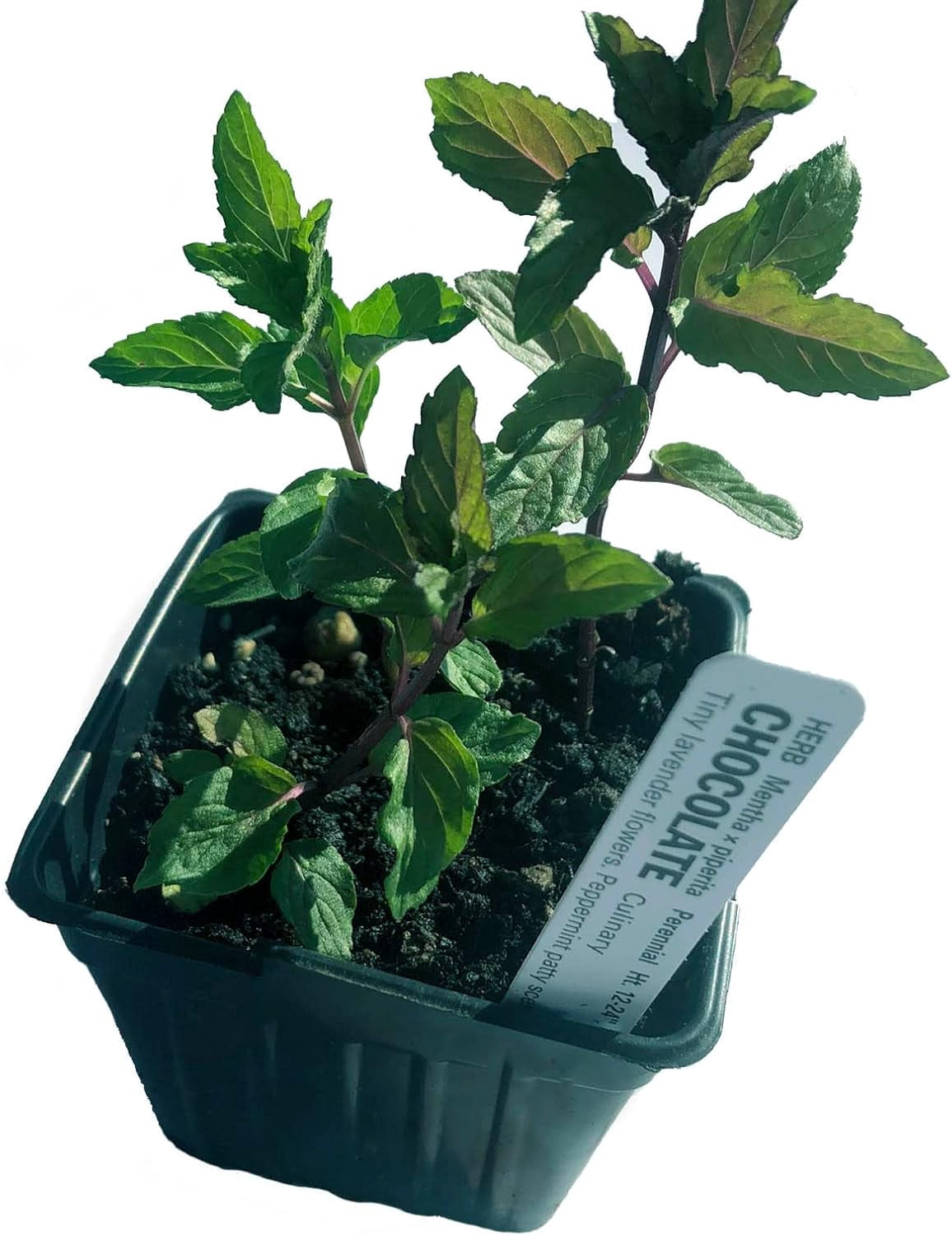 Smoke Camp Crafts Plant Pack - Mint Medley Collection: 5-Variety Live Mint Plant Set in 2.5" Pots – Perfect for Culinary Use, Aromatherapy, and Gardening