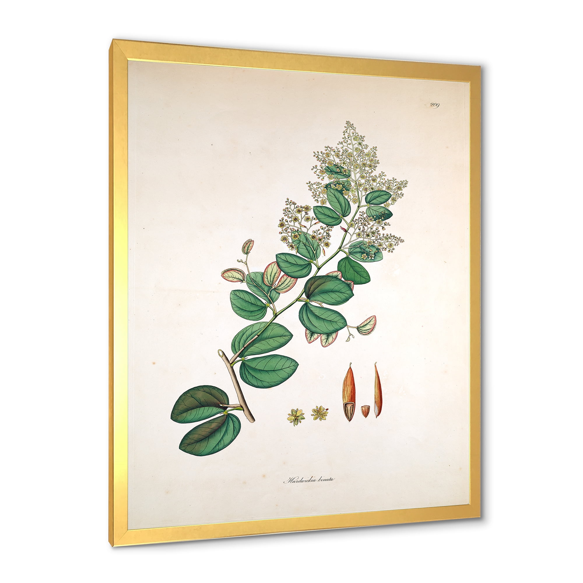 Designart 'Ancient Botanicals XIII' Farmhouse Framed Art Print