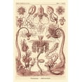 thumbnail image 2 of Haeckel, Ernst 23x32 Black Ornate Wood Framed with Double Matting Museum Art Print Titled - Haeckel Nature Illustrations: Tubularida - Tubularians - Rose Tint, 2 of 4