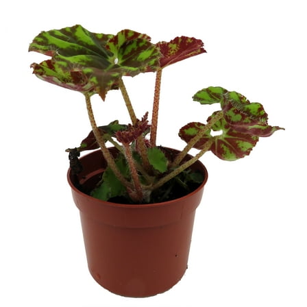 Neon Splash Begonia Plant - 2.5" Pot
