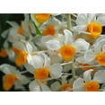 thumbnail image 2 of Bonin, Suzanne 32x25 Gold Ornate Wood Framed with Double Matting Museum Art Print Titled - Dendrobium Thyrsiflorum, 2 of 4