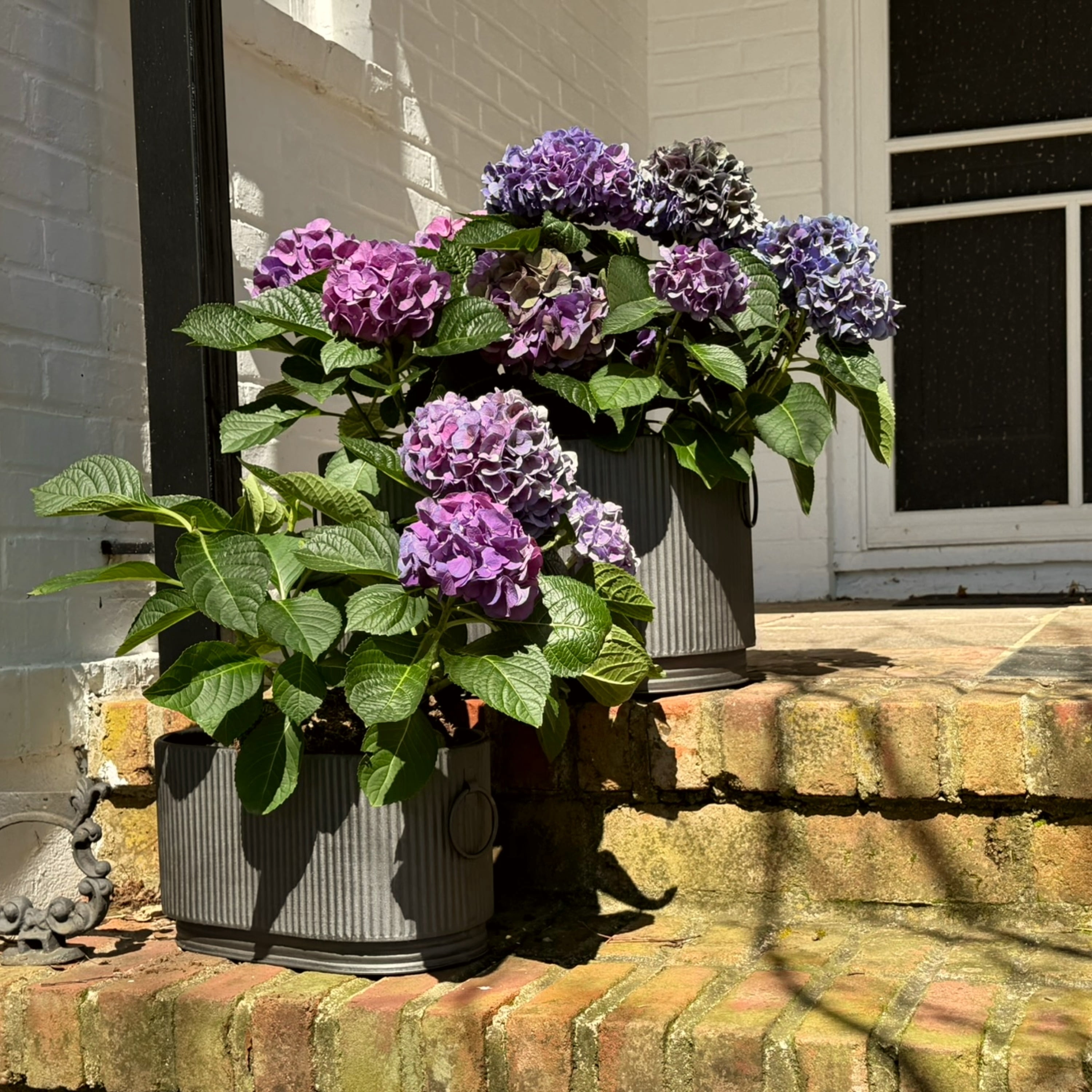 WHW Whole House Worlds French Country Style Oval Planters, Set of 2, Corrugated Bellies, Stepped Base, Rolled Rims, 14.25 and 18.5 Inches, Iron