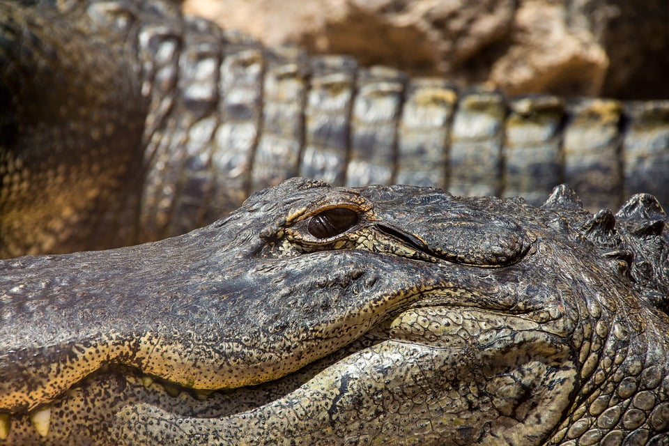 n scale crocodile