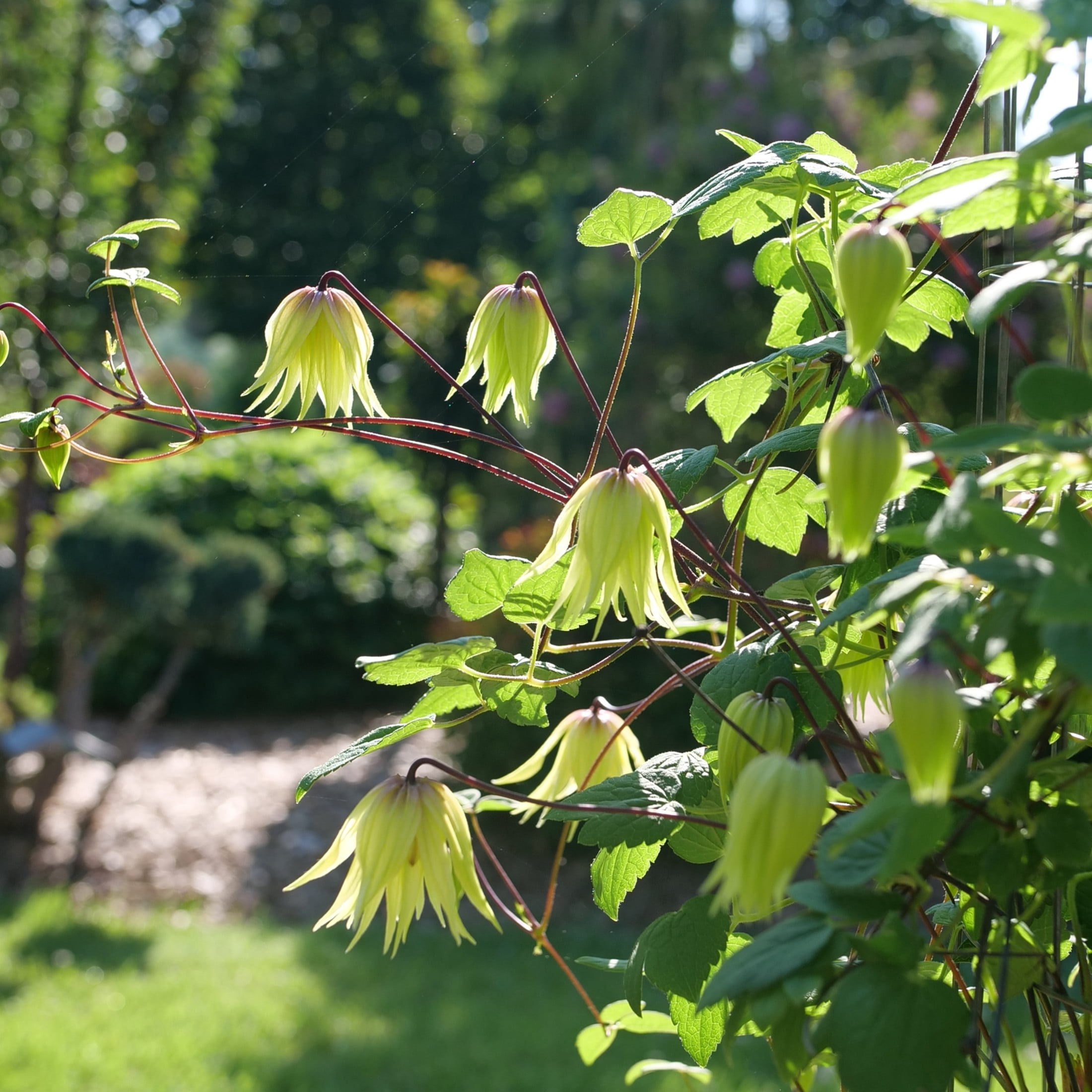 Proven Winners ColorChoice 5" Yellow Funyella Clematis Live Plant in 4.5" Pot (4 Count)
