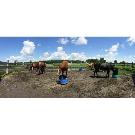 LAMINATED POSTER Quarter Horses Oats Horses Herd Feeding Corral Poster Print 24 x