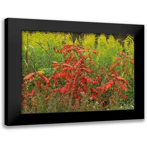 Fitzharris, Tim 14x12 Black Modern Framed Museum Art Print Titled - Sumac and Goldenrods near DeQueen-Arkansas