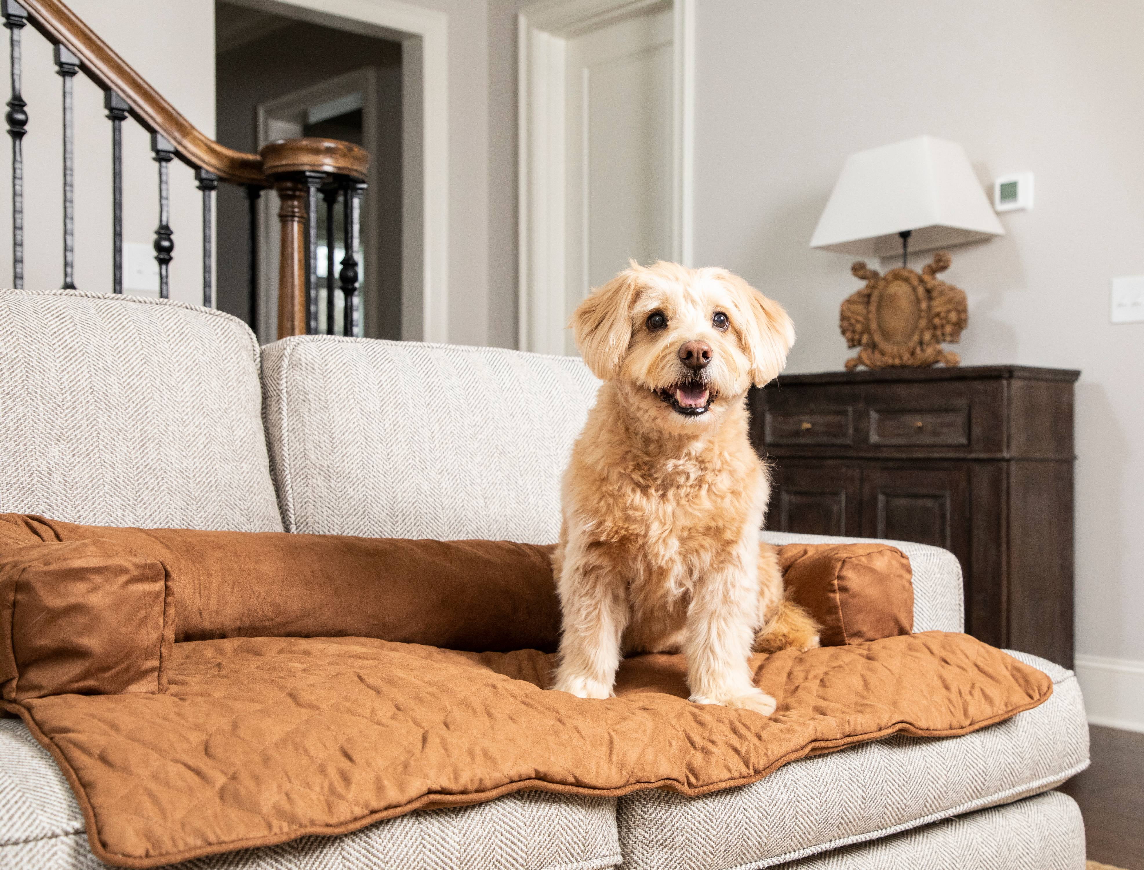 PetSafe Bolstered Protector Large Cocoa