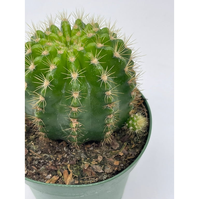 Lemon Barrel Cactus, 4 inch, Echinopsis Calochlora - Walmart.com