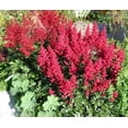 thumbnail image 6 of Classy Groundcovers, Astilbe X arendsii 'Fanal' , Astilbe japonica 'Fanal', Astilbe x japonica 'Fanal' (10 Bare Root plants), 6 of 10