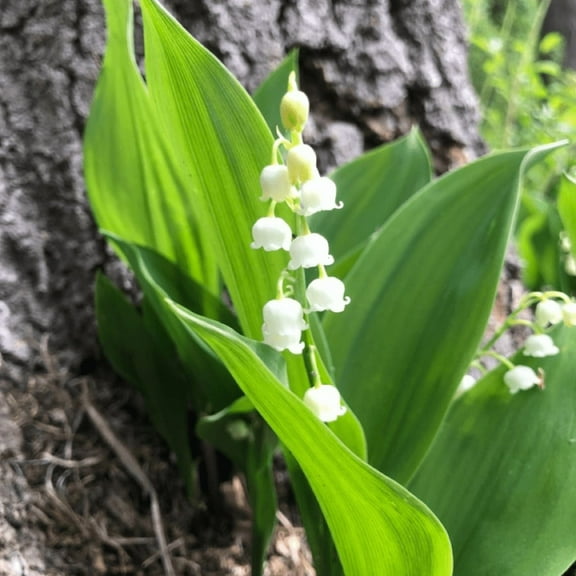 5 Lily of The Valley Flower, White Lilies Plant Live for Indoor Outdoor Landscape, 3'' Tall