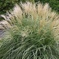 thumbnail image 6 of Miscanthus Adagio Grass  2 Extra Large 3 Gallon Plants  Miscanthus sinensis 'Adagio'  Elegant Ornamental  Garden Accent, 6 of 7