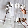 thumbnail image 4 of Paquete de 20 tallos de algodón blanco realmente natural, ramas de flores secas para estilo de casa de campo, muebles florales antiguos, decoración de boda (tallos de algodón) Adepaton SNFLD1688, 4 of 9