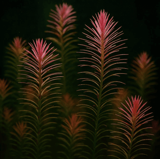 Rotala Wallichii Live Aquarium Plant – Delicate Red Stem Fresh water Aquatic Plant