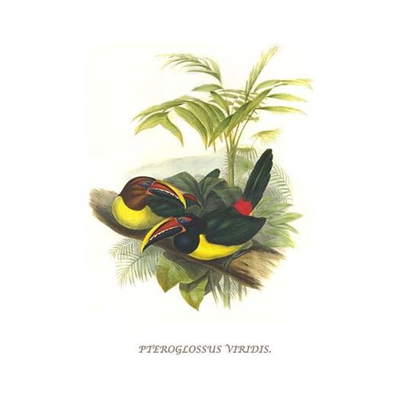 Curl Crested aracari-Fine Art Canvas Print (20" x 30")