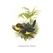 Curl Crested aracari-Fine Art Canvas Print 20 x 30