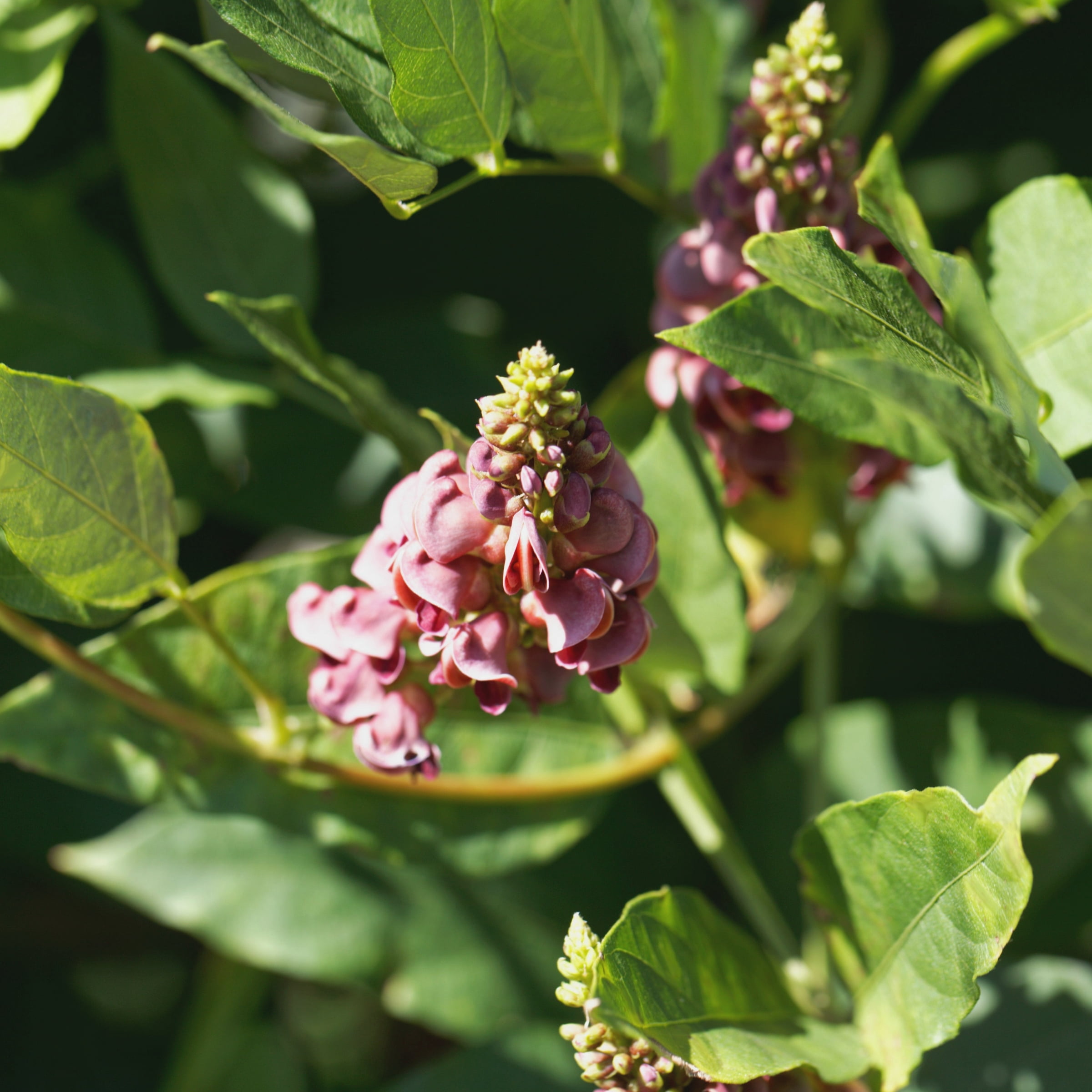 National Plant Network 1 gal. Apios Americana Ground Nut Live Perennial Plant Ruddy Red Flowers With Full Sun