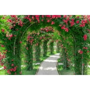 CZ Grain 100 Climbing Rose Vine Plant Seeds, Exotic and Prized