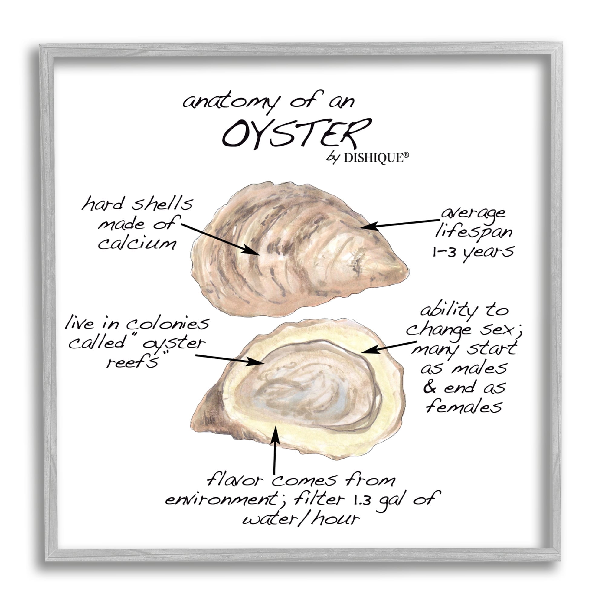 Stupell Industries Oyster Marine Life Anatomy Facts Educational Diagram Graphic Art Gray Framed Art Print Wall Art, Design by Dishique
