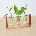 thumbnail image 1 of Florero de tubo de vidrio, con soporte de madera, contenedor, , terrario, propagación para boda, hogar, decoración de escritorio Colco florero claro, 1 of 8