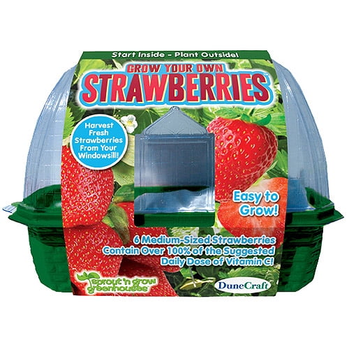 DuneCraft Grow Your Own Strawberries