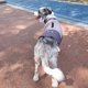 thumbnail image 3 of Abrigo para perros, chaqueta impermeable y cálida, abrigos de invierno para perros, chaleco para cachorros para clima frío, ropa para exteriores a prueba de viento, chaquetas de nieve para, 3 of 6