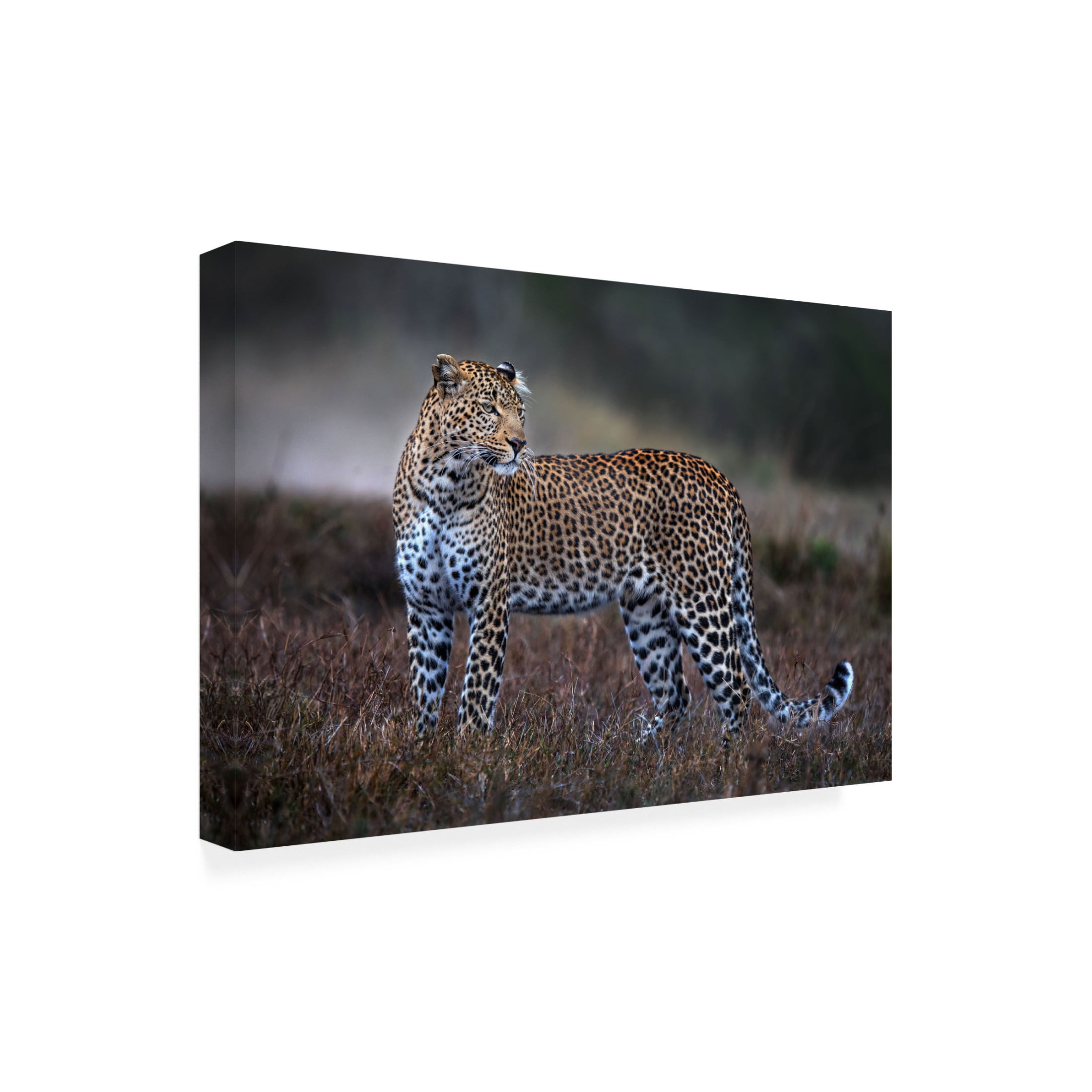 Trademark Fine Art Xavier Ortega Leopard on the prowl Canvas Wall Art
