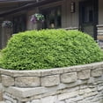 thumbnail image 3 of Direct Gardening Green Mountain Boxwood Broadleaf Evergreen Shrub, 3-Gallon Potted Plant, 3 of 6