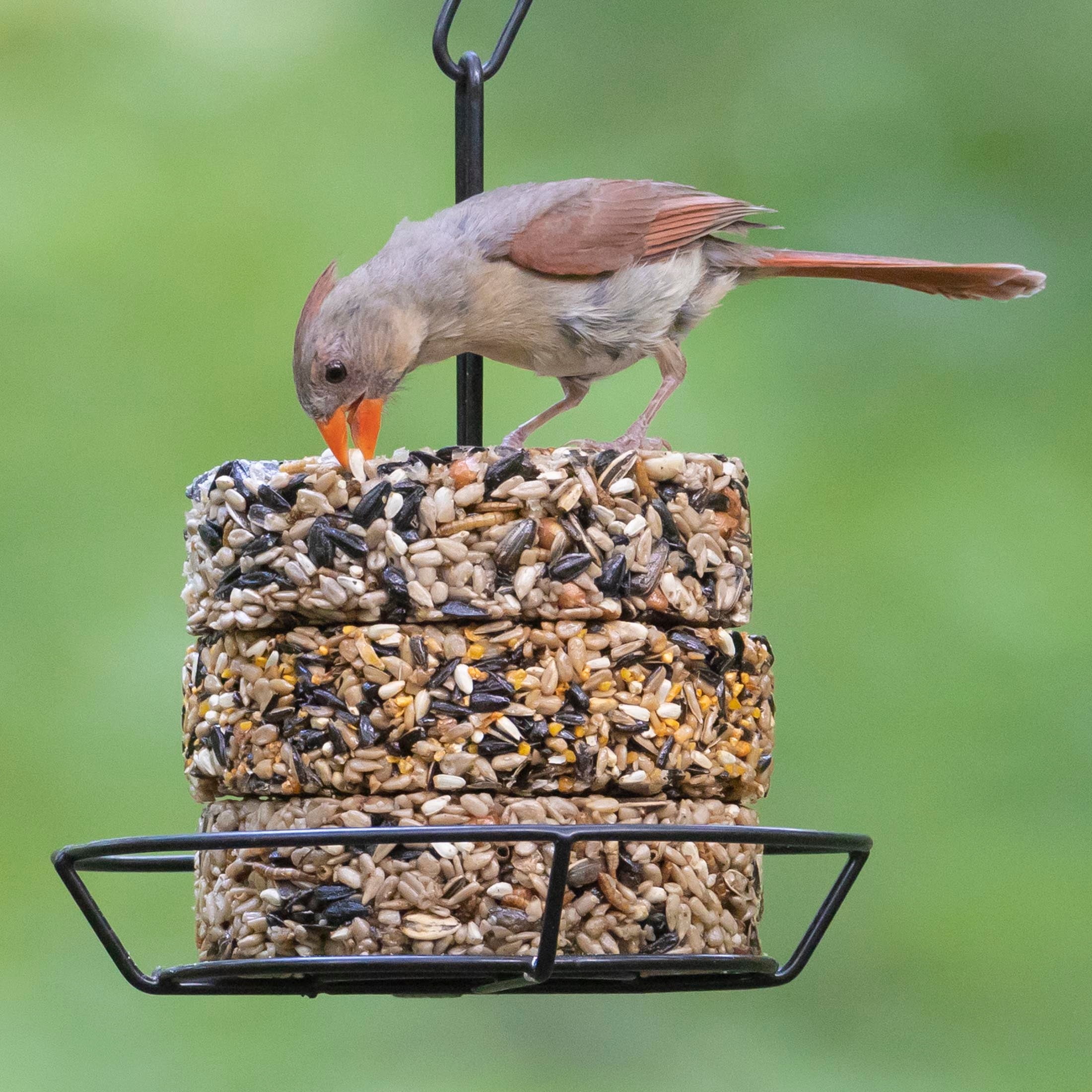 Audubon Park Mealworm Snack Stack Wild Bird Food, Dry, 1 Count per Pack, 7 oz.