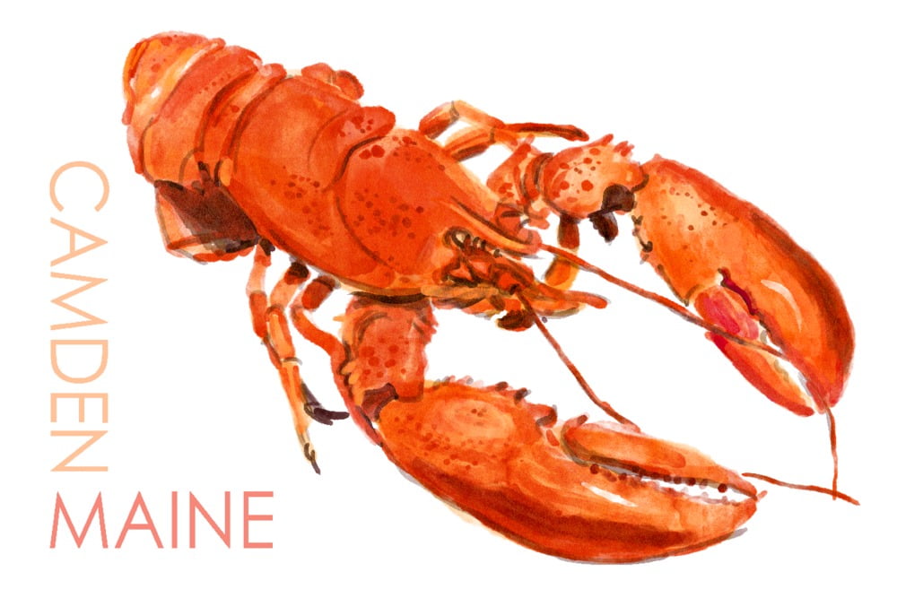 Camden, Maine, Lobster, Watercolor (16x24 Giclee Gallery Art Print