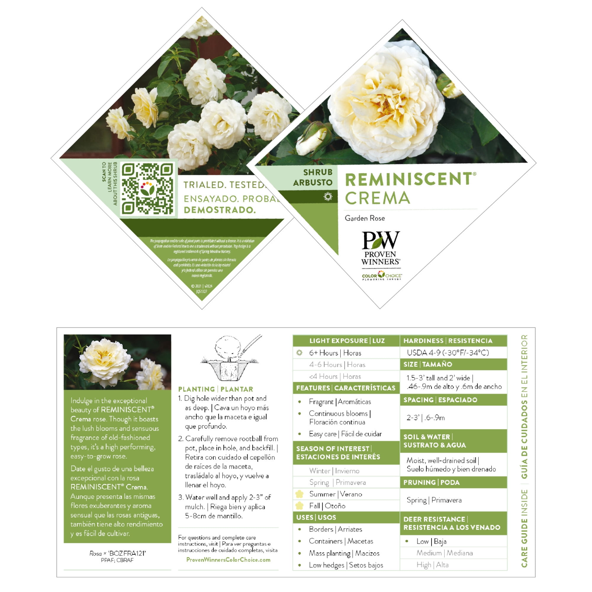 Proven Winners ColorChoice 5" White Reminiscent Crema Rose Live Plant in 4.5" Pot (4 Count)