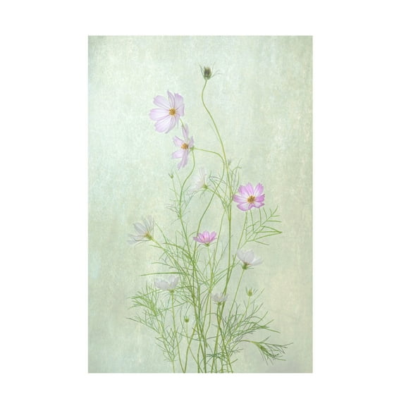 Canvas Wall Art - Catherine W. 'Cosmos' Wall Art for Living Room, Bedroom, or Office Décor by Trademark Fine Art - 12 x 19 Inches