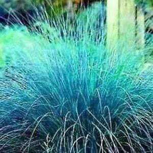 

Love Grass- Blue (Eragrostis Elliotii)- 25 Seeds-