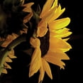thumbnail image 2 of Burkhart, Monika 20x20 Gold Ornate Wood Framed with Double Matting Museum Art Print Titled - Sunlit Sunflowers VIII, 2 of 4