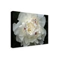 thumbnail image 3 of Trademark Fine Art Kurt Shaffer Perfect Peony Canvas Wall Art - 24x32, 3 of 5