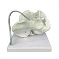 thumbnail image 3 of Milue Female Pelvis Model with Fetal Midwifery Teaching Models for Educational, 3 of 7