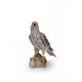 thumbnail image 2 of Northern Goshawk Standing On Rock Statue, 2 of 5