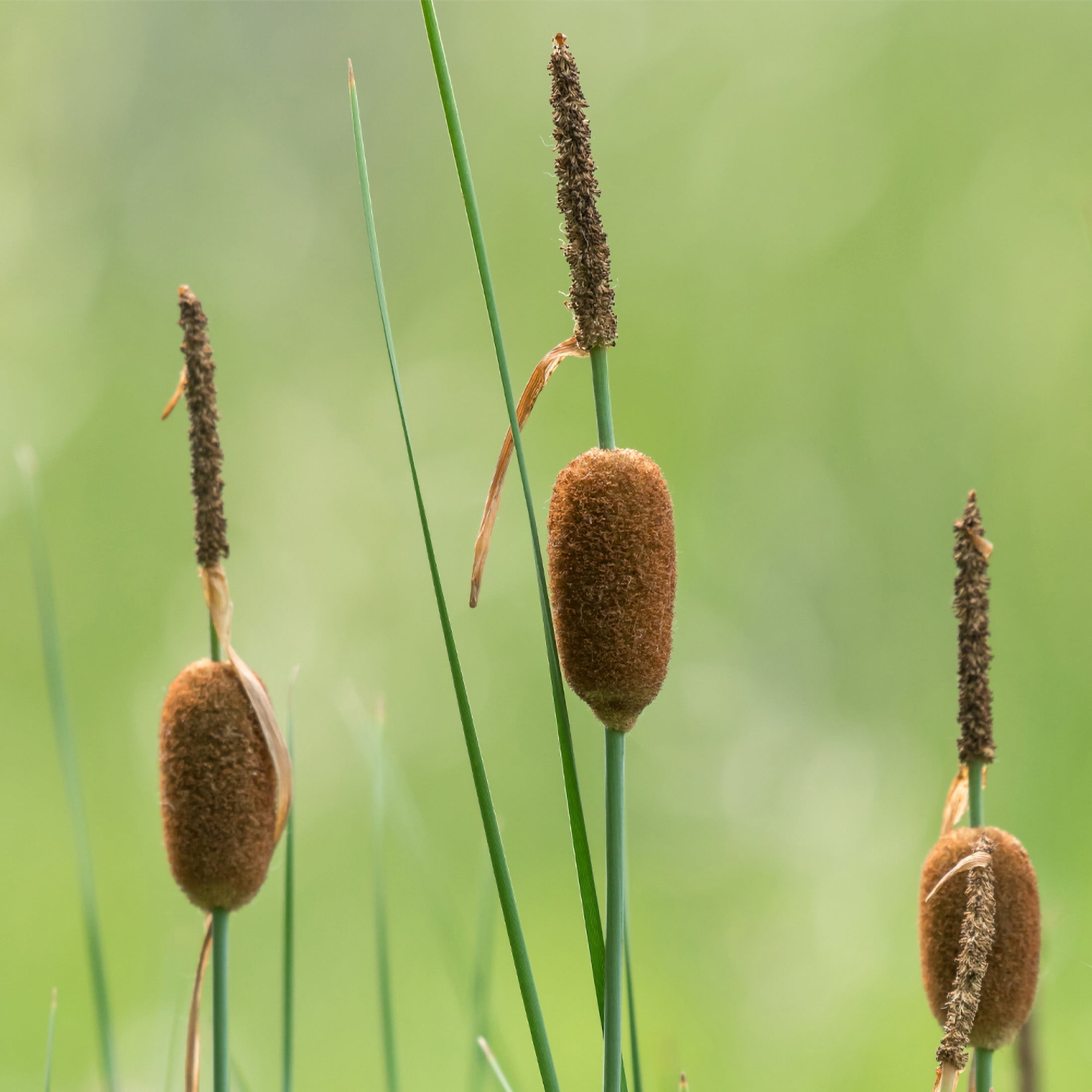 AquaMeadow Dwarf Cattail Potted 3pk