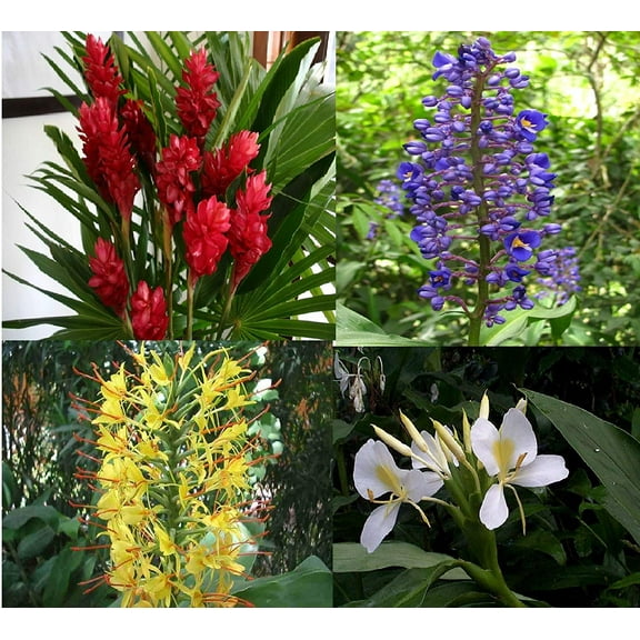 Hawaiian Multi - ColorLive Plumeria Plant Cuttings & Ginger Roots 9 Pk (4 plumeria-5 ginger)