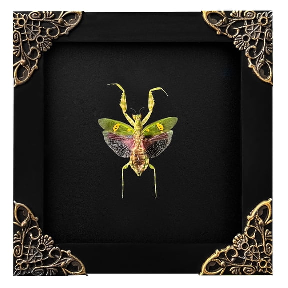 Real Black Frame Shadow Box Beetle, Gothic Insect Inspired Wall Art, Dark Aesthetic Home Decor, Framed Display for Curiosity Cabinet K12-62-DE