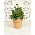 thumbnail image 5 of Altman Plants 3.5" Flowering Kalanchoe Live Plant with Clay Pot, 5 of 9